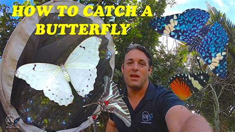 Magix butterfly net